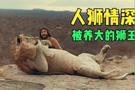 小雄狮从小被人类养大 回归自然一年仍能瞬间认出主人！视频封面