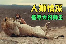 小雄狮从小被人类养大 回归自然一年仍能瞬间认出主人！视频封面