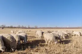 养羊为什么一定要放牧,其中的道理是什么?养羊效果告诉你答案视频封面