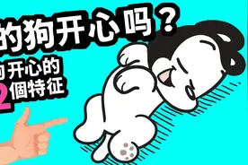 你的狗狗开心吗？12个行为看懂狗狗的小心思！视频封面