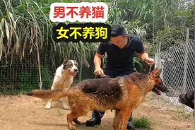 “男不养猫，女不养狗”老祖宗流传的话，其中内涵懂得人不多视频封面