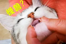 猫咪长出双层牙，像个怪兽，好可怕视频封面