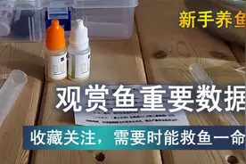 观赏鱼重要【水质标准数据】，建议收藏，关键时候找到能救鱼一命视频封面