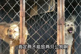 1500买的马犬走窝第7天，2只公狗争夺当爹权利，最后还是选择它视频封面