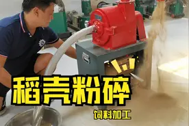 稻壳精细加工也是好饲料，养殖户稻壳粉碎来养鱼，无尘自吸粉碎机视频封面
