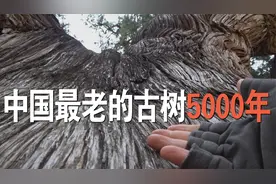 实地探访，中国仅存的5棵5000年古树，都是柏树，全部都在陕西视频封面