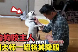狗狗得寸进尺撕咬主人，训犬师一招锁喉将其降服，简直太给力了视频封面