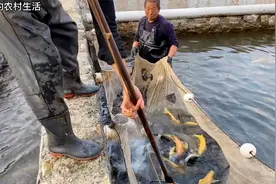 鱼塘养殖虹金鳟鱼，两年后最低价出售要赔几十万，究竟咋回事？视频封面