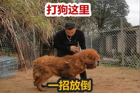打狗这些部位一招放倒，猛犬这些部位敏感，正确打狗方法视频封面