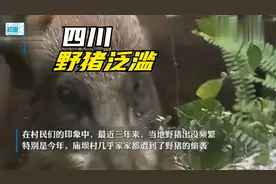 四川野猪泛滥！猎捕队：4万多买的猎犬用一次就报废视频封面