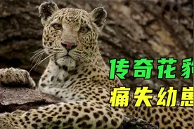 9.5高分纪录片！花豹女王玛娜传奇悲壮的一生，原谅我泪点太低视频封面