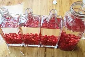 大叔拿摘回来的红豆杉果实，简单处理一下泡酒喝，这种酒你喝过吗