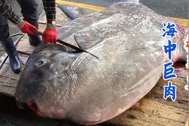 韩国渔民分割“海中巨肉”翻车鱼，肉片白嫩肥厚如豆腐！视频封面