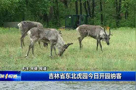 吉林省东北虎园今日开园纳客视频封面