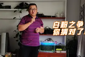 鱼缸里的白色粉末是啥？鱼友争论不休，它的突然消失，暴露了身份视频封面