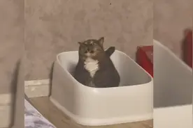 隔离8天猫咪上厕所变成表情包，目光呆滞一脸生无可恋：腿麻了！视频封面