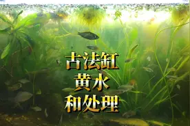 古法生态缸黄水怎么办？三无生态鱼缸水发黄的原因和变清简单方法视频封面