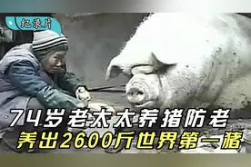 74岁老人养出2600斤世界第一猪来防老，只因儿子不孝顺，纪录片视频封面