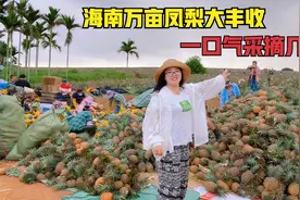 海南万亩凤梨大丰收，一口气采摘几千斤，整个流程竟全靠人工！视频封面