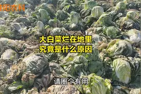 这么多大白菜烂地里，究竟是什么原因视频封面