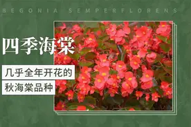 四季海棠——几乎全年开花的秋海棠品种视频封面