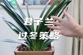 园艺师教你，君子兰冬天怎么养，包括光照、开花、浇水等技巧视频封面