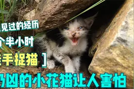 野外遇到一只奶凶奶凶的三花小奶猫，小哥哥冒着受伤危险救助回家视频封面