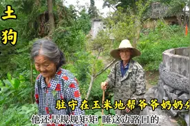 怕野猪再偷吃，土狗驻守玉米地，养它两年看家护院是条好“狼”狗视频封面