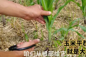 网传玉米平茬剪头能增产，真要做了肠子能悔青，耽误庄稼可是一季