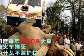 印度大象太惨了，每年1000头被火车撞死！为啥不装护栏？视频封面