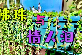 佛珠 和 情人泪  - 分享我的扦插方法视频封面