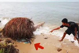 7个在海边发现的东西，赶海人总能找到藏在沙子里的美味海鲜视频封面