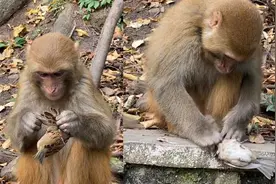 当“大师兄”是个馋鬼！猴子在麻雀身上找盐粒吃，毛都被揪秃了