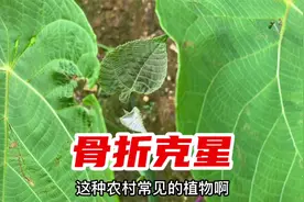 植物毛桐，把它捣碎作用厉害了，号称“骨折克星”，你见过吗？