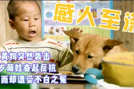 上集：大黄狗突然袭击，4岁萌娃奋起反抗，然而却遭受不白之冤！视频封面