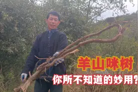 结石的看过来！这牛虱子果羊奶果不仅好吃，用处还很多！视频封面