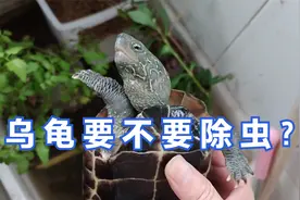乌龟到底要不要驱虫？当心乱用打虫药害死龟，这些情况要给龟除虫视频封面