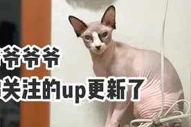 【无毛猫】最近有个搞笑的身体变化，黑色的鼻子掉色了视频封面