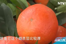沃柑的皮这么亮，是打蜡了吗？视频封面