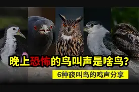 夜晚那些恐怖的叫声都是什么鸟？这6种夜鸣鸟的叫声，你都听过吗视频封面