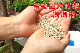 乌龟竟然是这样孵化的 乌龟孵化教程满满的干货视频封面