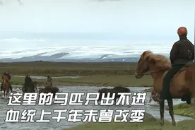 纪录片：这里的马只出不进，血统千年未变，过去只有贵族才能拥有视频封面