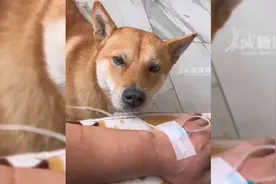 主人生病打点滴，狗狗一直守在身边，“除了不会说话，什么都懂”视频封面