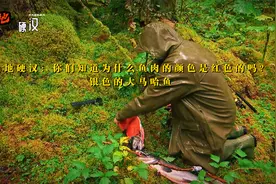 山地硬汉：你们知道为什么银色的大马哈鱼鱼肉却是红色的吗？视频封面