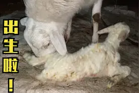 实拍母羊生小羊，记录头胎母羊生羔全过程，分享母羊爱子深情画面视频封面