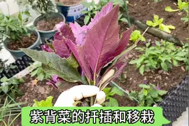 夏季气温高不知道种什么菜 那就试试种紫背菜吧 枝条扦插就能成活视频封面
