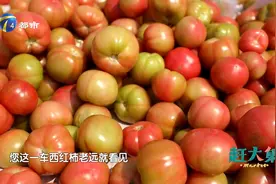 新品种西红柿又沙又甜，青的都好吃，绝对是您记忆中的老味道视频封面