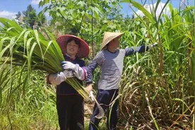 端午节前有种叫“狗舌糍”，在农村家家户户都会做，你有吃过吗视频封面