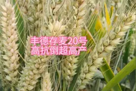 丰德存麦20号，强抗倒超高产，田间表现怎么样视频封面
