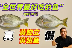 蔡澜：“全世界最好吃的鱼”，如何辨真假，南海名鱼黄脚立黄翅鱼视频封面